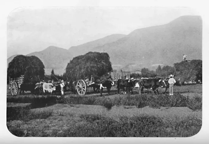 Framed Print : A Chilian Harvest, 1911 Framed Print : A Chilian Harvest, 1911