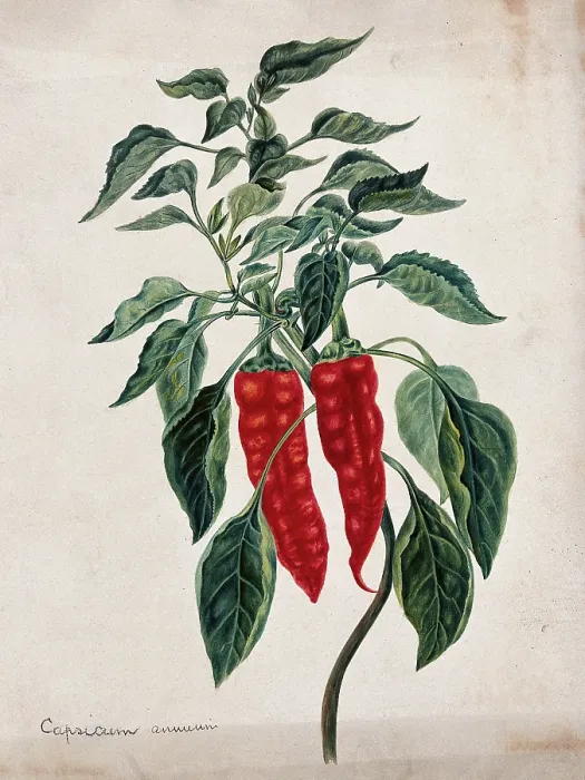 Framed Print : Chilli or pepper plant (Capsicum annuum): fruiting stem. Creator: Unknown Framed Print : Chilli or pepper plant (Capsicum annuum): fruiting stem. Creator: Unknown