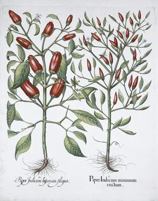 Framed Print : Chilli pepper plants, 1613 Framed Print : Chilli pepper plants, 1613