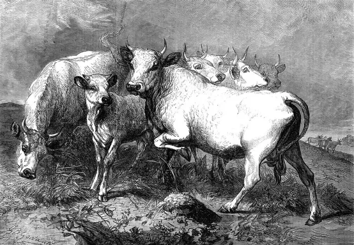 Framed Print : Chillingham wild cattle, 1872. Creator: Unknown Framed Print : Chillingham wild cattle, 1872. Creator: Unknown