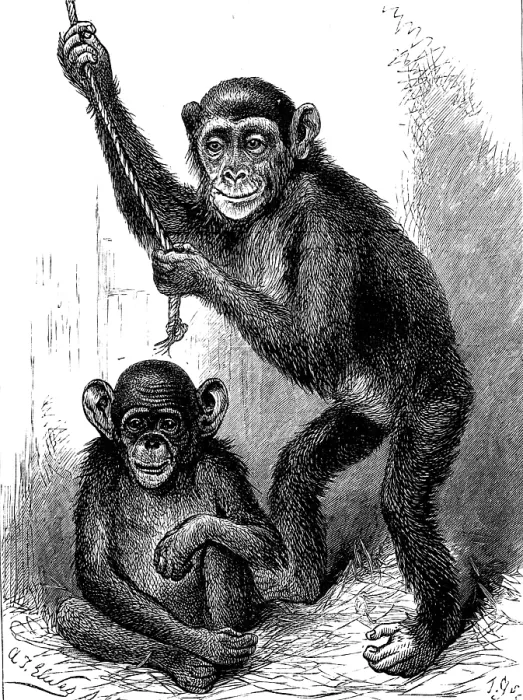 Framed Print : Chimpanzee and Koolokamba, at the Zoological Society's Gardens, 1883. Creator: Unknown. Chimpanzee and Koolokamba, at the Zoological Society's Gardens, 1883. Creator: Unknown Framed Print : Chimpanzee and Koolokamba, at the Zoological Society's Gardens, 1883. Creator: Unknown. Chimpanzee and Koolokamba, at the Zoological Society's Gardens, 1883. Creator: Unknown