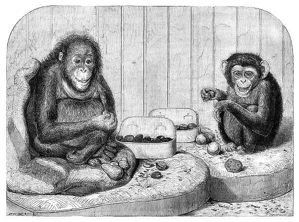 The chimpanzee and the ourang-outang at the Zoological Society's Gardens, Regent's Park, 1864. Creator: Pearson