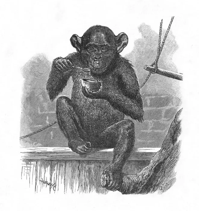 Framed Print : The Chimpanzee Sally. c1900. Artist: Helena J. Maguire Framed Print : The Chimpanzee Sally. c1900. Artist: Helena J. Maguire