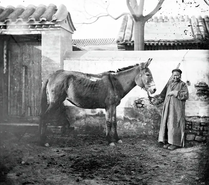 Framed Print : China: an old Mongol woman with her horse, Beijing, 1871. Creator: John Thomson Framed Print : China: an old Mongol woman with her horse, Beijing, 1871. Creator: John Thomson