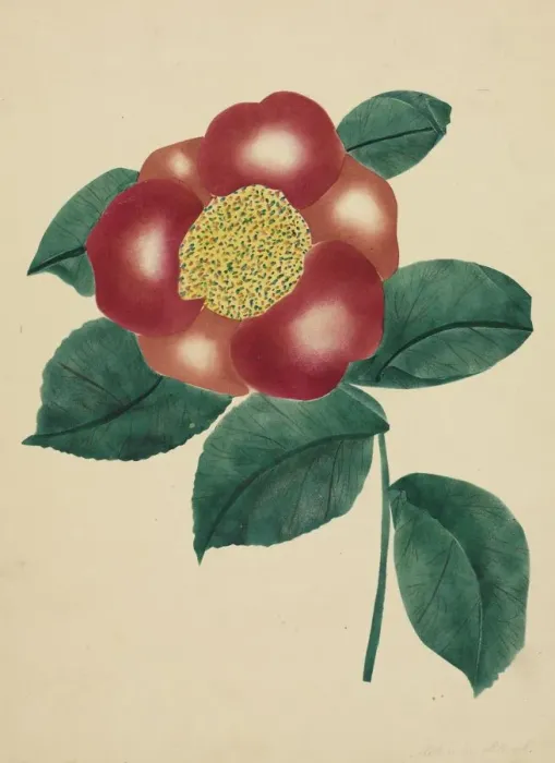 Framed Print : Chinese Flower. Creator: Mary Altha Nims (American, 1817-1907)