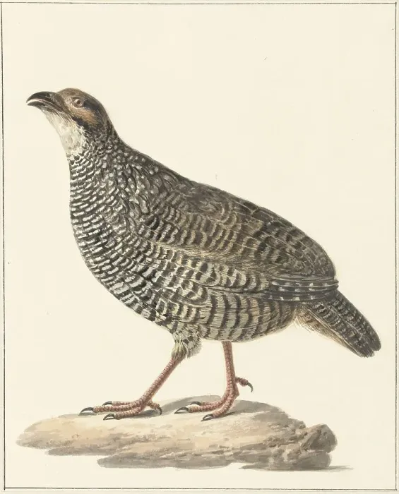 Framed Print : Chinese francolin (Francolinus pintadeanus), 1759-1842. Creator: Pieter Bartholomeusz. Barbiers Framed Print : Chinese francolin (Francolinus pintadeanus), 1759-1842. Creator: Pieter Bartholomeusz. Barbiers