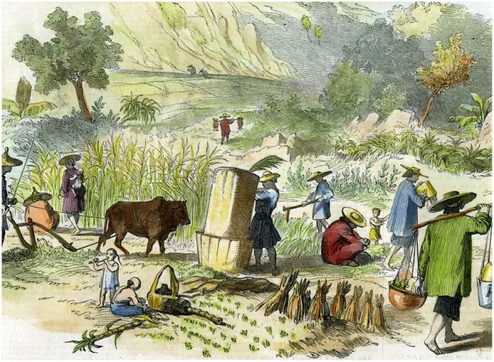 Framed Print : Chinese harvest, Hong Kong, c1875 Framed Print : Chinese harvest, Hong Kong, c1875