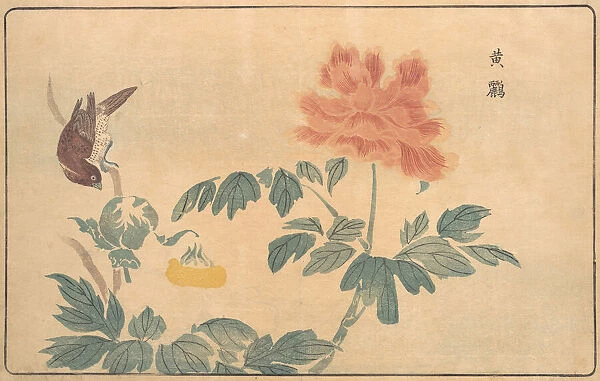 Chinese Oriole and Peonies, 1789. Creator: Kitao Masayoshi