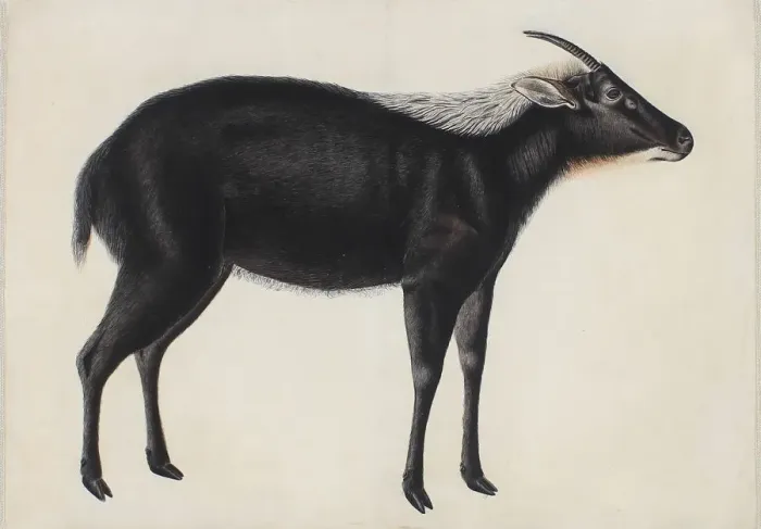 Framed Print : A Chinese Serow (Capricornis milneedwardsi argyrochaetes), ca. 1800. Creator: Unknown Framed Print : A Chinese Serow (Capricornis milneedwardsi argyrochaetes), ca. 1800. Creator: Unknown