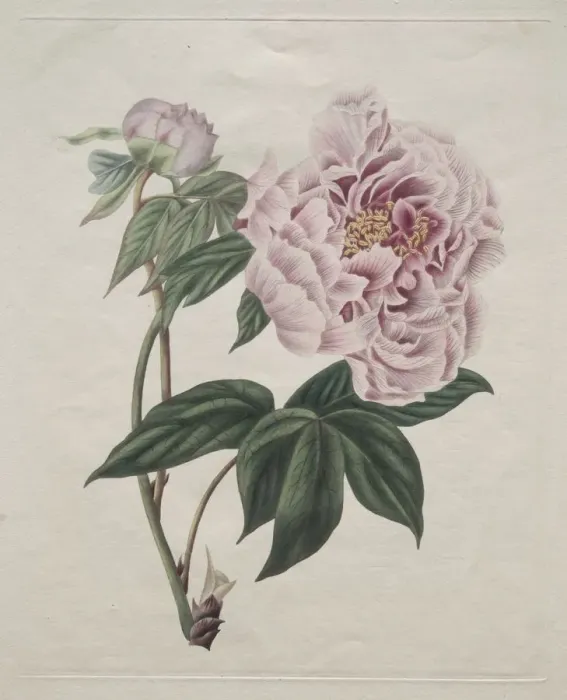 Framed Print : Chinese Tree Peony (Paeonia suffruticosa), c. 1820. Creator: Smith (British) Framed Print : Chinese Tree Peony (Paeonia suffruticosa), c. 1820. Creator: Smith (British)