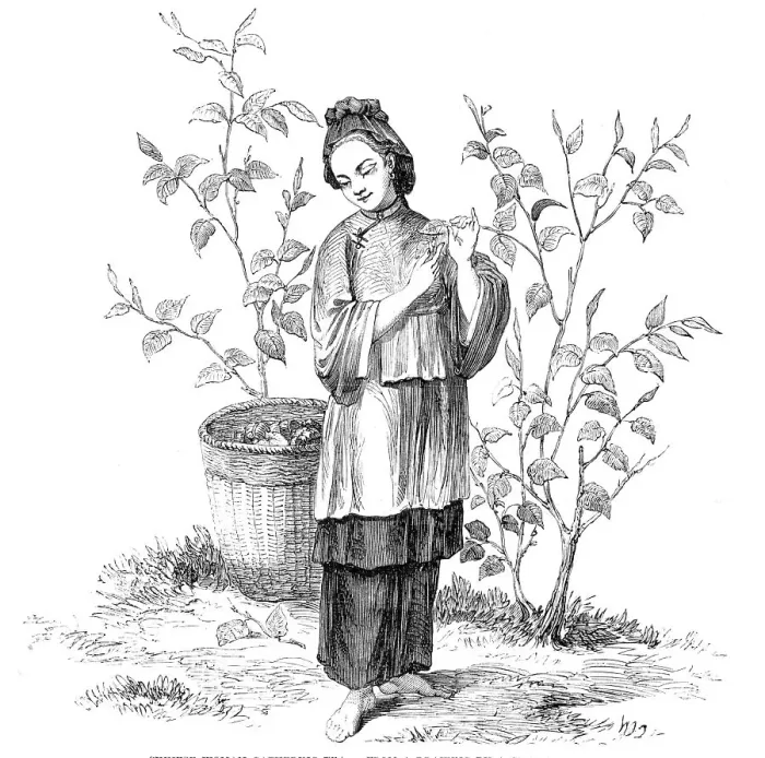 Framed Print : Chinese Woman gathering Tea - from a drawing by a Chinese artist, 1857. Creator: Unknown Framed Print : Chinese Woman gathering Tea - from a drawing by a Chinese artist, 1857. Creator: Unknown