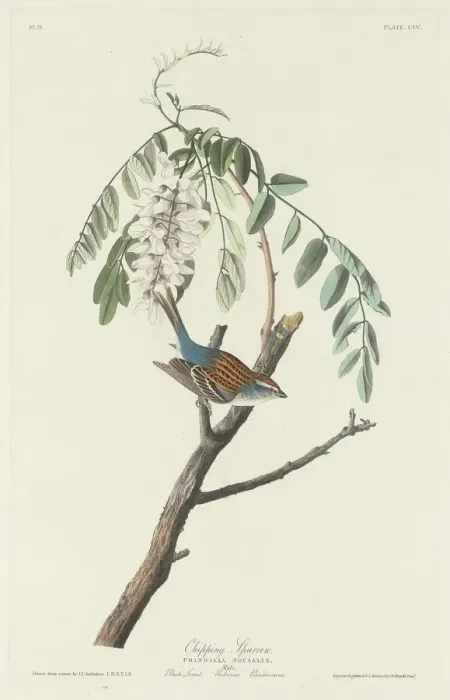 Framed Print : Chipping Sparrow, 1831. Creator: Robert Havell Framed Print : Chipping Sparrow, 1831. Creator: Robert Havell