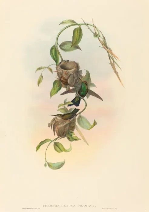 Framed Print : Chlorostilbona prasina (Puncherans Emerald). Creators: John Gould Framed Print : Chlorostilbona prasina (Puncherans Emerald). Creators: John Gould