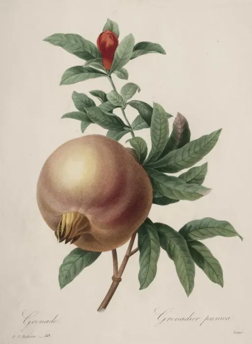 Framed Print : Choix des plus belles fleurs... plus beaux fruits: Grenade, 1827 Framed Print : Choix des plus belles fleurs... plus beaux fruits: Grenade, 1827
