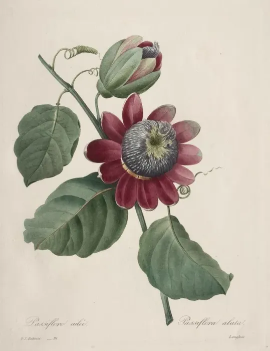 Framed Print : Choix des plus belles fleurs... plus beaux fruits: Passiflore ailee, 1827. Creator Framed Print : Choix des plus belles fleurs... plus beaux fruits: Passiflore ailee, 1827. Creator
