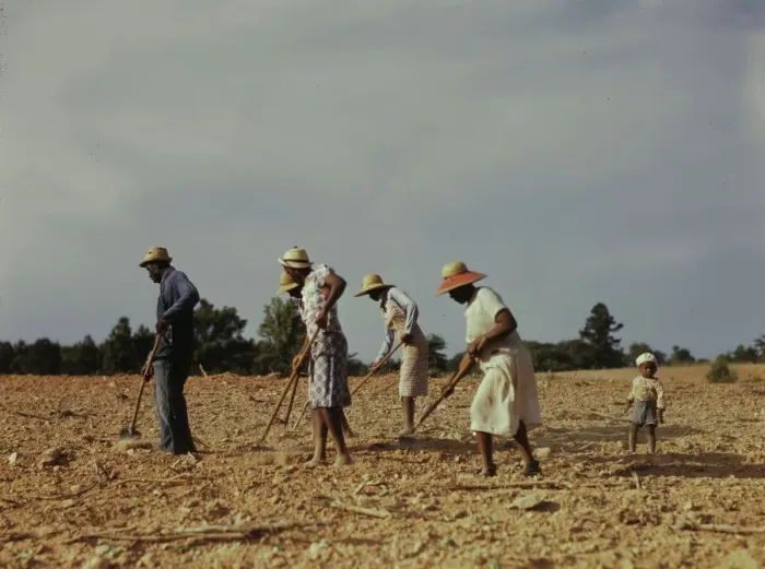 Framed Print : Chopping cotton on rented land near White Plains, Greene County, Ga. 1941. Creator: Jack Delano Framed Print : Chopping cotton on rented land near White Plains, Greene County, Ga. 1941. Creator: Jack Delano