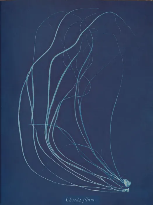 Framed Print : Chorda filum, ca. 1853. Creator: Anna Atkins Framed Print : Chorda filum, ca. 1853. Creator: Anna Atkins