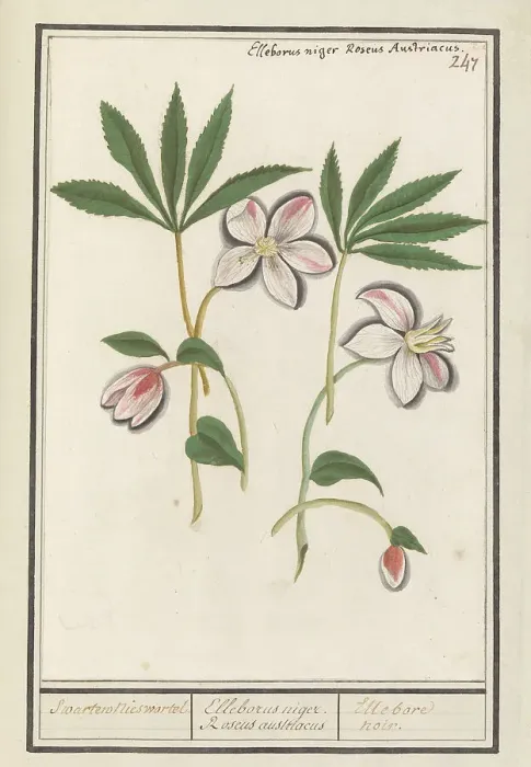 Framed Print : Christmas rose (Helleborus Niger), 1596-1610. Creators: Anselmus de Boodt, Elias Verhulst Framed Print : Christmas rose (Helleborus Niger), 1596-1610. Creators: Anselmus de Boodt, Elias Verhulst