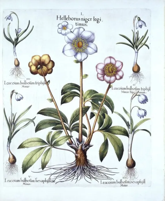 Framed Print : Christmas Rose and Snowdrop Variations, from Hortus Eystettensis, by Basil Besler (1561-1629) Framed Print : Christmas Rose and Snowdrop Variations, from Hortus Eystettensis, by Basil Besler (1561-1629)
