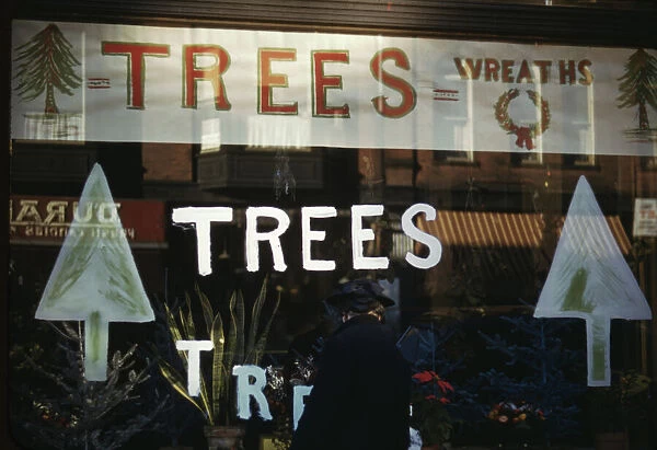 Christmas trees and wreaths in store window display, between 1941 and 1942. Creator: Unknown