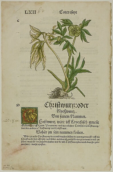 Christwurz (Hellebore) from Herbarium (Kräuterbuch), plate 96 from Woodcuts from... 1937. Creator: Hans Weiditz