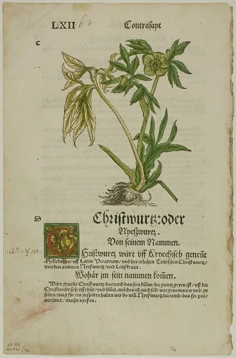 Framed Print : Christwurz (Hellebore) from Herbarium (Kräuterbuch), plate 96 from Woodcuts from... 1937. Creator: Hans Weiditz Framed Print : Christwurz (Hellebore) from Herbarium (Kräuterbuch), plate 96 from Woodcuts from... 1937. Creator: Hans Weiditz