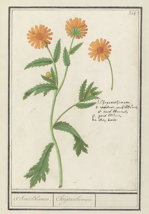 Framed Print : Chrysant (Chrysanthemum), 1596-1610. Creators: Anselmus de Boodt, Elias Verhulst Framed Print : Chrysant (Chrysanthemum), 1596-1610. Creators: Anselmus de Boodt, Elias Verhulst