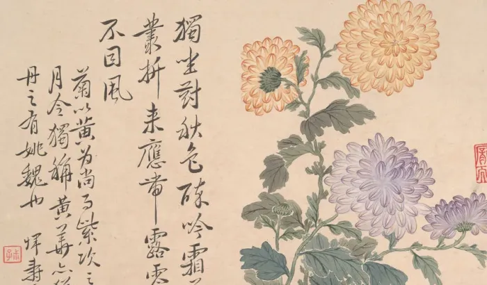 Framed Print : Chrysanthemums. Creator: Unknown Framed Print : Chrysanthemums. Creator: Unknown