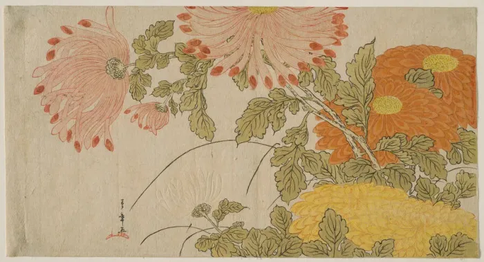 Framed Print : Chrysanthemums, Japan, early 1780s. Creator: Shunsho Framed Print : Chrysanthemums, Japan, early 1780s. Creator: Shunsho