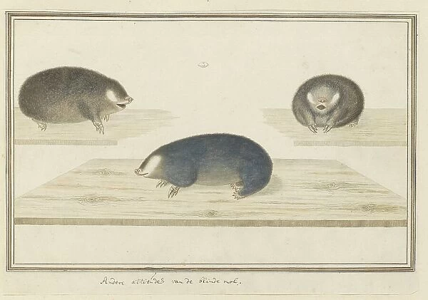 Chrysochloris asiatica (Cape golden mole), c.1777. Creator: Robert Jacob Gordon