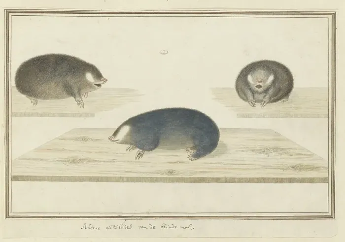 Framed Print : Chrysochloris asiatica (Cape golden mole), c.1777. Creator: Robert Jacob Gordon Framed Print : Chrysochloris asiatica (Cape golden mole), c.1777. Creator: Robert Jacob Gordon