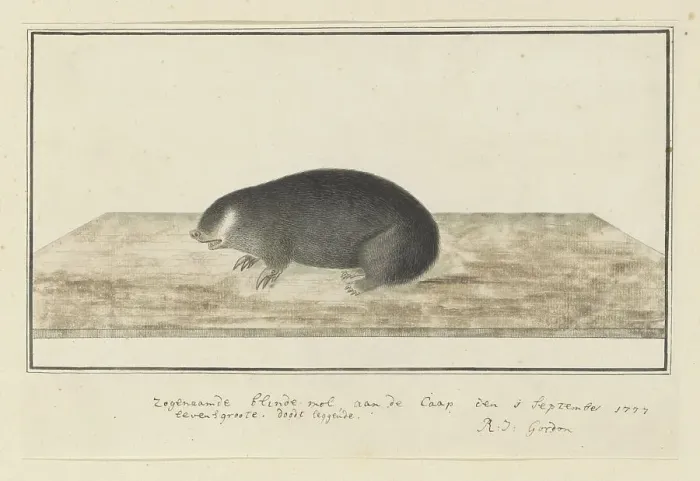 Framed Print : Chrysochloris asiatica (Cape golden mole), 1777. Creator: Robert Jacob Gordon Framed Print : Chrysochloris asiatica (Cape golden mole), 1777. Creator: Robert Jacob Gordon