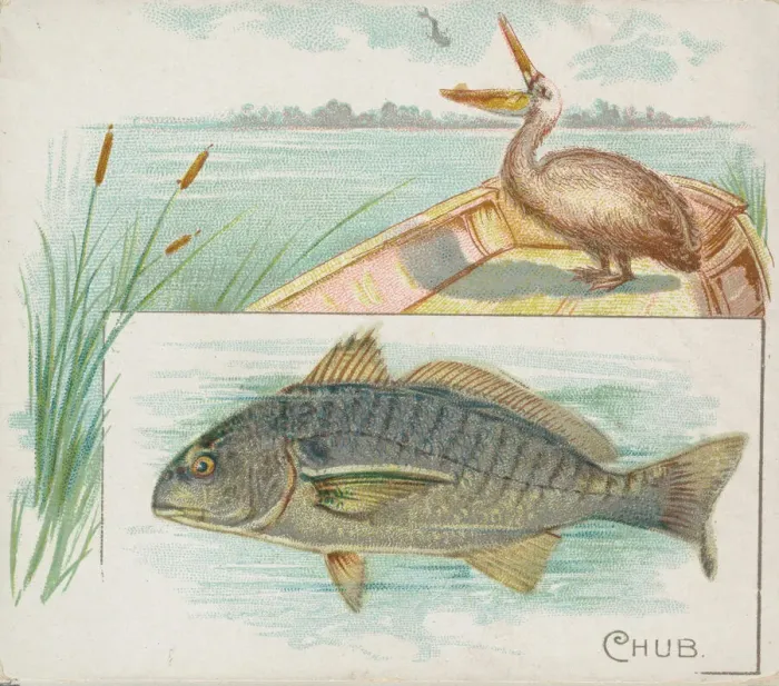 Framed Print : Chub, from Fish from American Waters series (N39) for Allen & Ginter Cigarettes, 1889 Framed Print : Chub, from Fish from American Waters series (N39) for Allen & Ginter Cigarettes, 1889