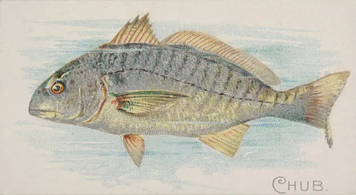 Framed Print : Chub, from the Fish from American Waters series (N8) for Allen & Framed Print : Chub, from the Fish from American Waters series (N8) for Allen &