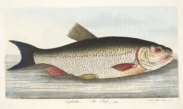 The Chub, from A Treatise on Fish and Fish-ponds, pub. 1832 (hand coloured engraving)