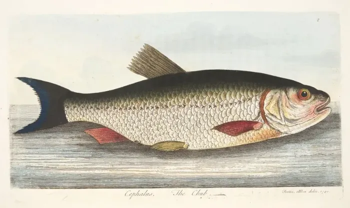 Framed Print : The Chub, from A Treatise on Fish and Fish-ponds, pub. 1832 (hand coloured engraving) Framed Print : The Chub, from A Treatise on Fish and Fish-ponds, pub. 1832 (hand coloured engraving)