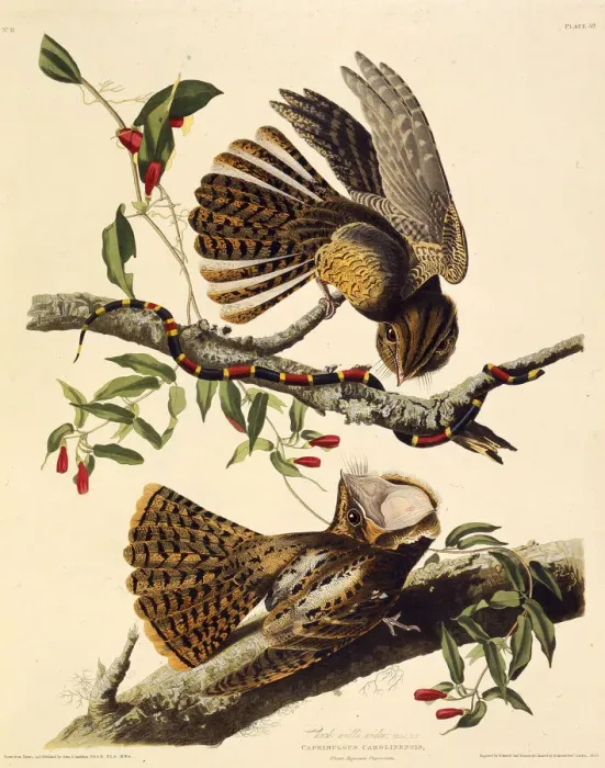 Framed Print : The chuck-will s-widow. From The Birds of America, 1827-1838. Creator: Audubon Framed Print : The chuck-will s-widow. From The Birds of America, 1827-1838. Creator: Audubon