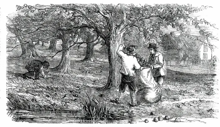 Framed Print : Cider-Making in Devonshire - Collecting the Grass-Fruit, 1850. Creator: Unknown Framed Print : Cider-Making in Devonshire - Collecting the Grass-Fruit, 1850. Creator: Unknown