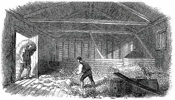 Cider-Making in Devonshire - Laying the Fruit, 1850. Creator: Unknown