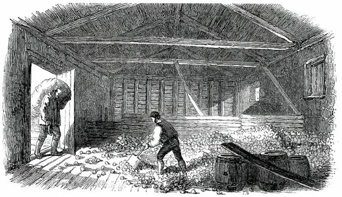 Framed Print : Cider-Making in Devonshire - Laying the Fruit, 1850. Creator: Unknown Framed Print : Cider-Making in Devonshire - Laying the Fruit, 1850. Creator: Unknown