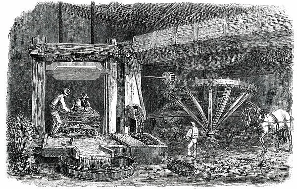 Cider-Making in Devonshire - Pound-House - the Mill and Press - Piling 'The Mock', 1850. Creator: Unknown. Cider-Making in Devonshire - Pound-House - the Mill and Press - Piling 'The Mock', 1850. Creator: Unknown