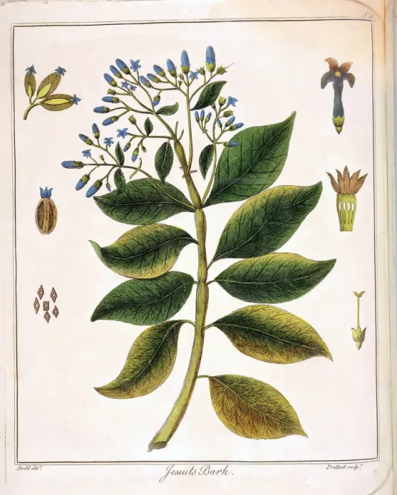 Framed Print : Cinchona (Jesuits or Peruvian Bark) 1795
