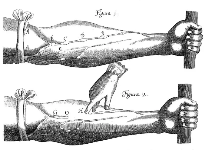 Framed Print : Circulation of the blood, 1628