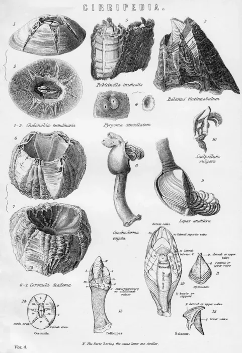 Framed Print : Cirripedia, 19th century
