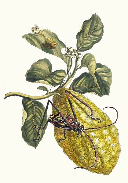 Citronier. From the Book Metamorphosis insectorum Surinamensium, 1705