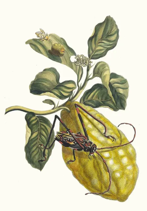 Framed Print : Citronier. From the Book Metamorphosis insectorum Surinamensium, 1705