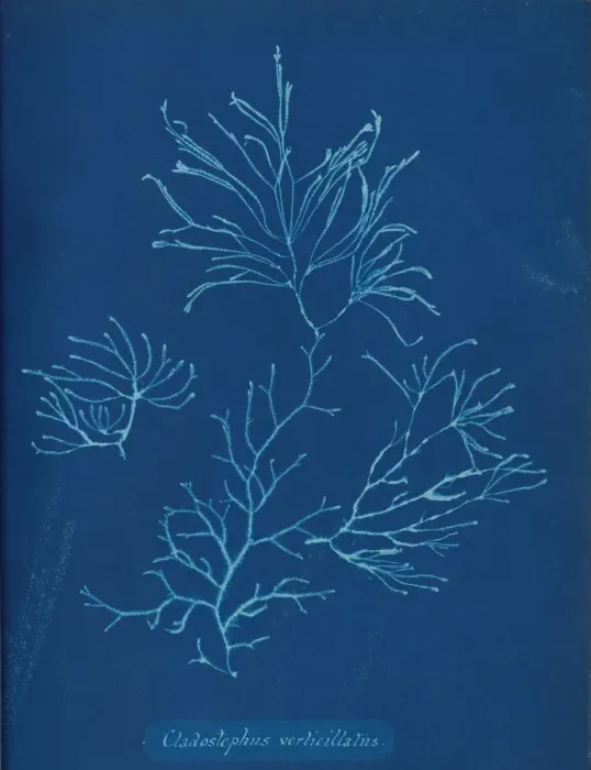 Framed Print : Cladostephus verticillatus, ca. 1853. Creator: Anna Atkins Framed Print : Cladostephus verticillatus, ca. 1853. Creator: Anna Atkins