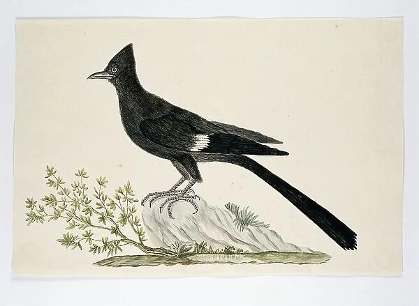 Clamator jacobinus (Jacobin cuckoo), 1777-1786. Creator: Robert Jacob Gordon