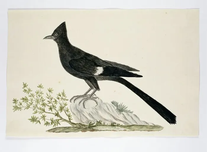 Framed Print : Clamator jacobinus (Jacobin cuckoo), 1777-1786. Creator: Robert Jacob Gordon