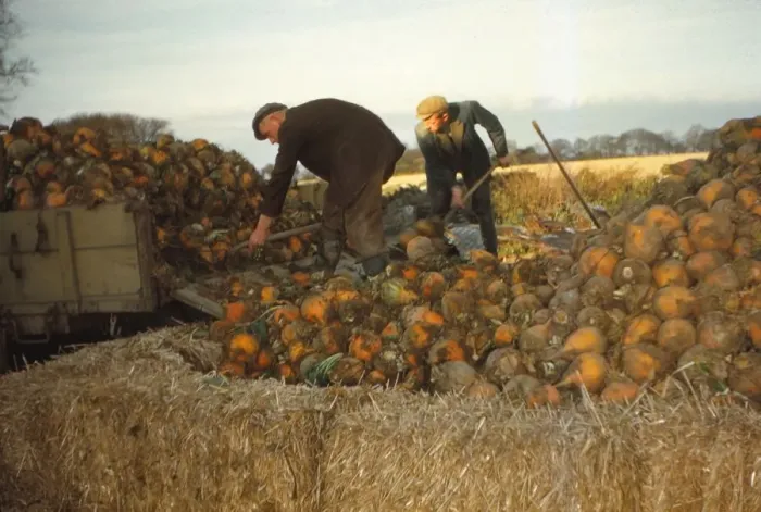 Framed Print : Clamp Swedes in late Autumn, Yorkshire, c1960. Artist: CM Dixon Framed Print : Clamp Swedes in late Autumn, Yorkshire, c1960. Artist: CM Dixon